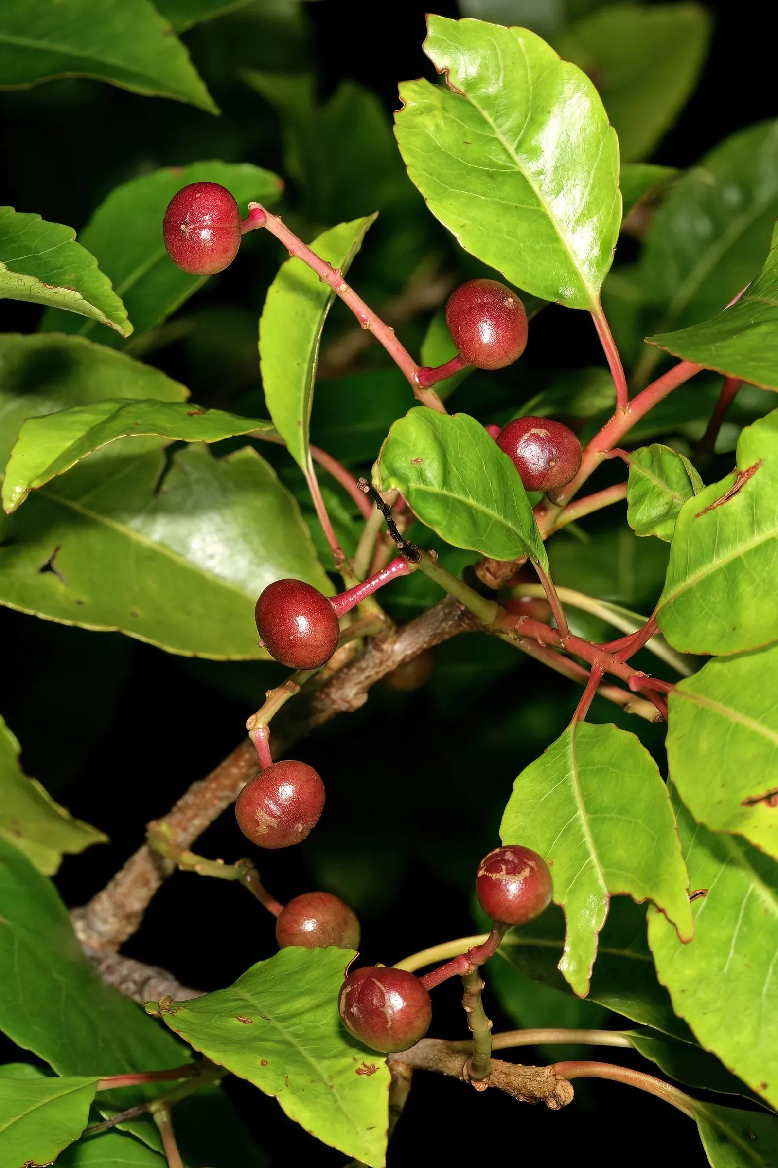Prunus africana foliage detail — the medicinal compounds (β-sitosterol, oleanolic acid, ferulic esters) are concentrated in the bark, not the leaves