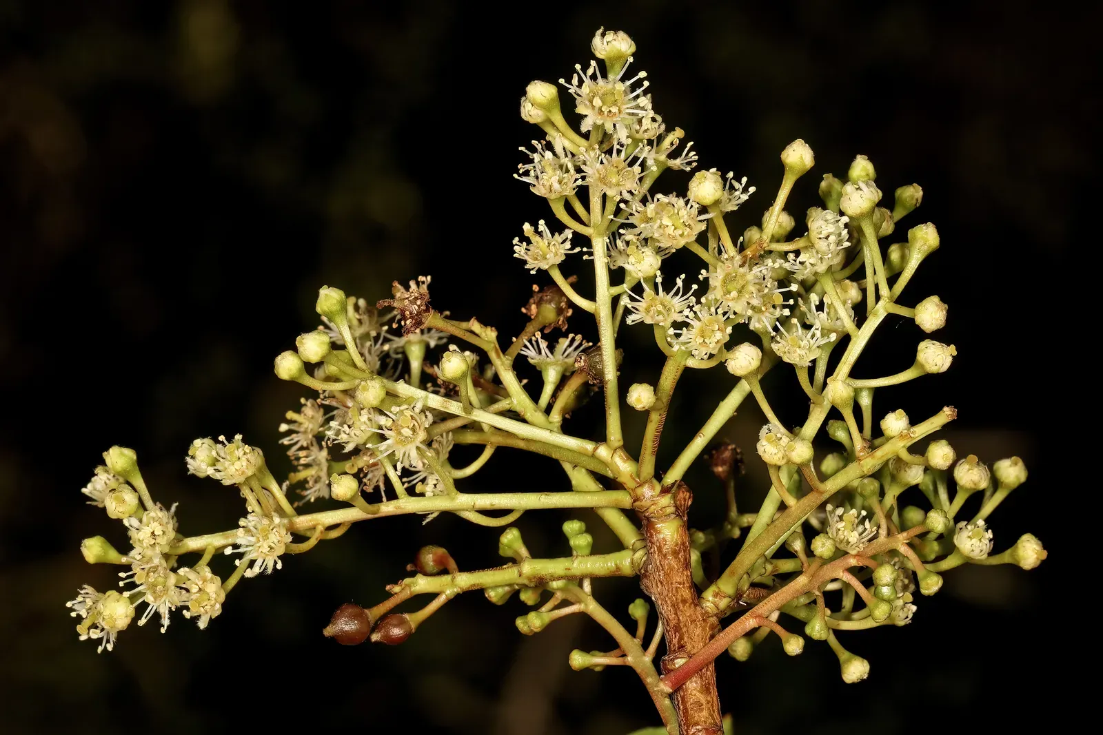 Mature Prunus africana (African cherry / pygeum) tree — the bark is the source of the medicinal extract used for prostate and hair-loss supplements