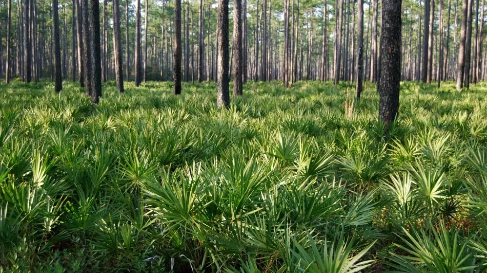Saw palmetto plant native to the southeastern United States